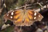 American Snout Butterfly - Photo by Doug Kimball
